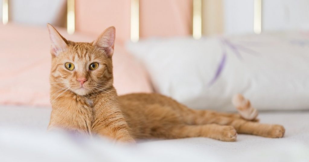 Com afrontar el dol per la pèrdua de la nostra mascota. Recomanacions, claus i eines. Atendre el teu dol, és honrar a la teva mascota.