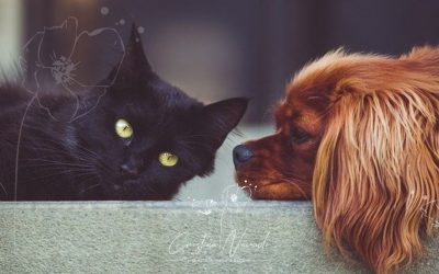 Com afrontar el dol per la pèrdua de la teva mascota